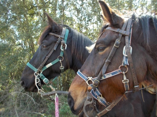  Nuestros caballos 